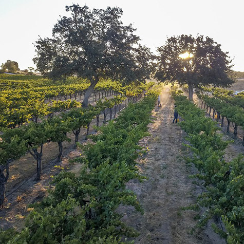 8 Must-Visit Wineries In Paso Robles, California Photo