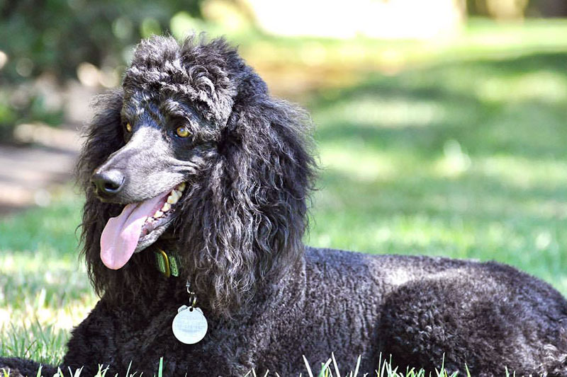 Eberle Standard Poodle