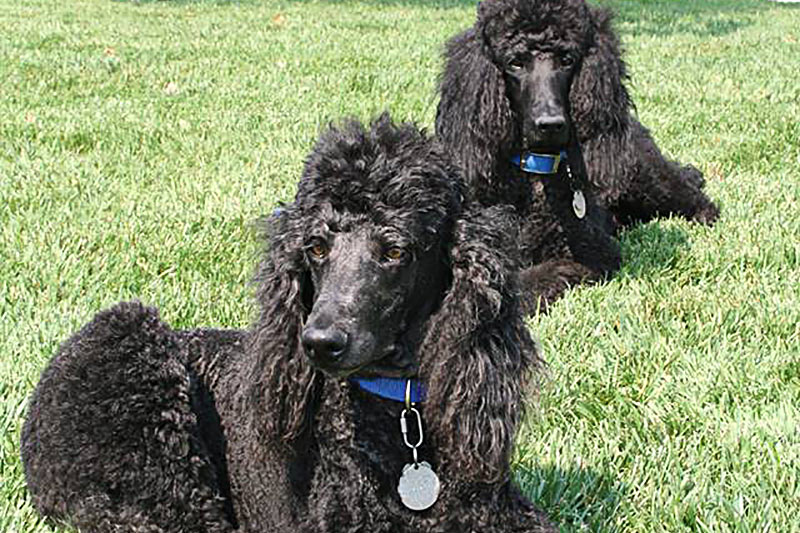 Eberle Winery Standard Poodles