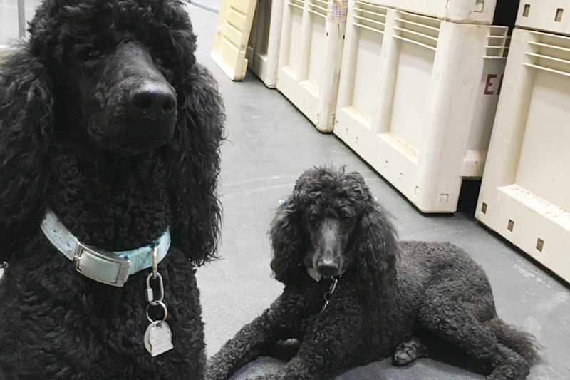 Eberle Winery Standard Poodles