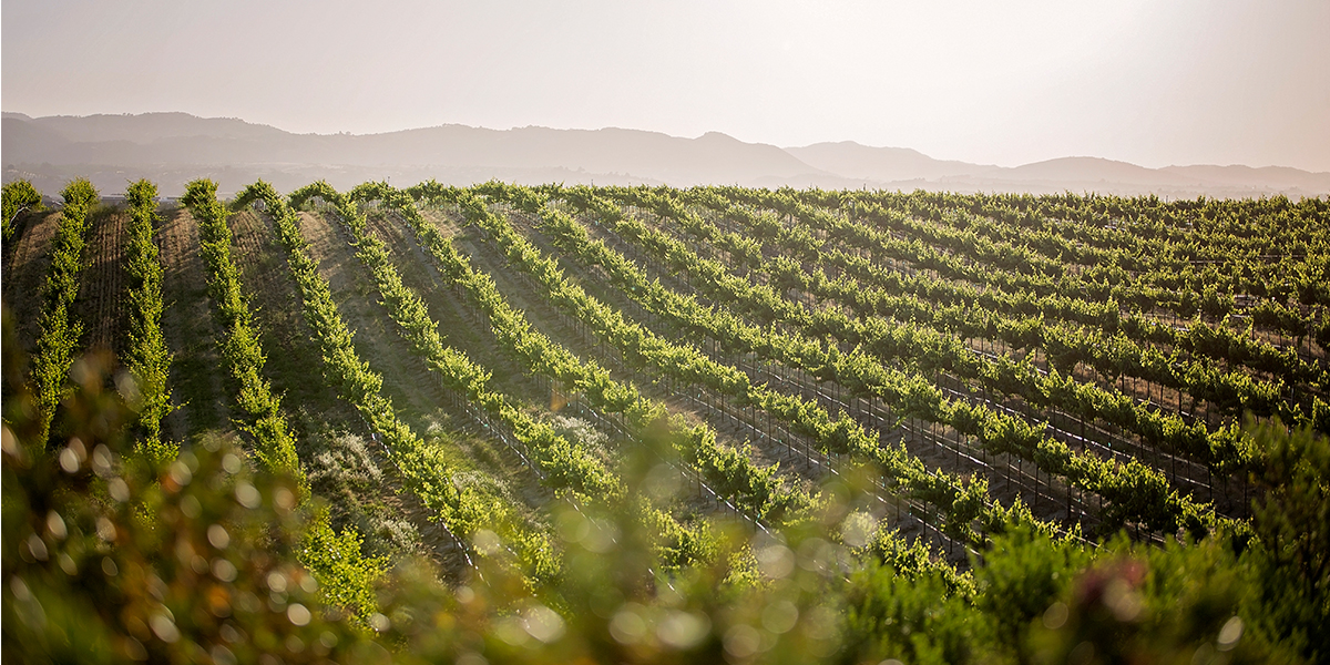 From the Vineyard to the Glass